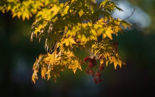 Картинка японский клен, листья, ветки