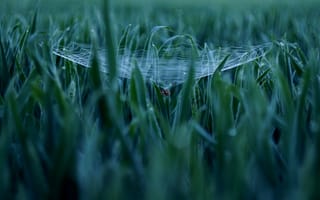 Картинка паук, паутина, трава