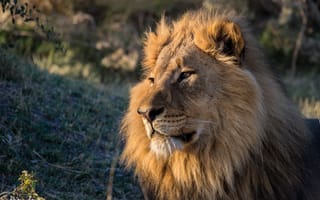 Картинка лев, хищник, взгляд
