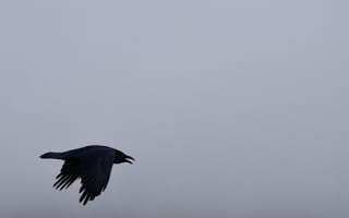 Картинка ворон, птица, полет