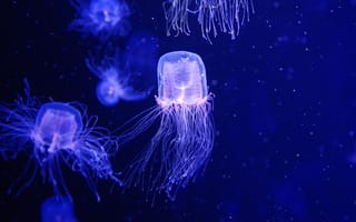 Картинка медузы, вода, под водой