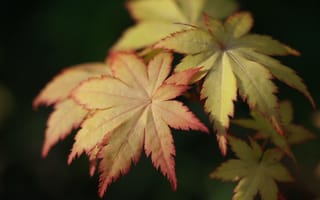 Картинка японский клен, листья, макро