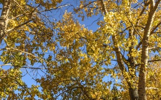 Картинка деревья, листья, осень