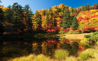 Картинка деревья, озеро, осень