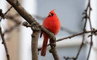 Обои красный кардинал, птица, ветки