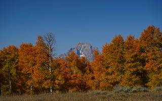 Картинка гора, деревья, осень
