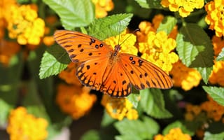 Картинка бабочка, крылья, цветы