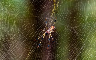 Картинка паук, насекомое, паутина