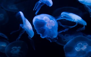 Картинка медузы, под водой, вода