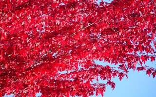 Картинка дерево, листья, красный