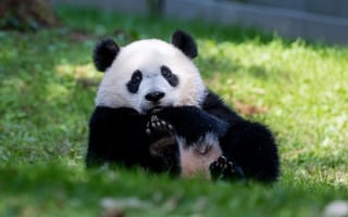 Картинка панда, животное, пушистый