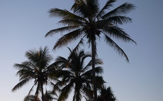 Картинка пальмы, небо, природа