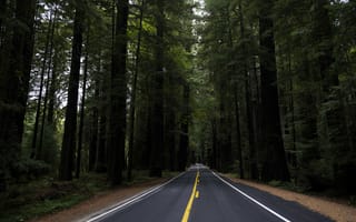 Картинка дорога, разметка, лес