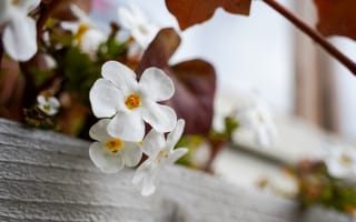 Картинка цветы, растение, белый
