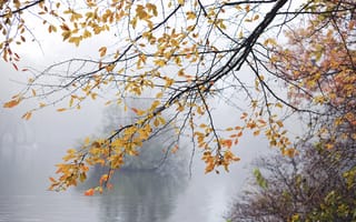 Картинка ветки, листья, туман