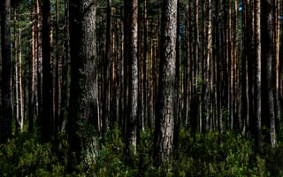 Картинка деревья, природа, лес