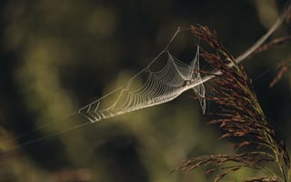 Картинка паутина, растение, макро