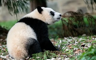 Картинка панда, животное, забавный