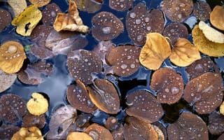 Картинка опавшая листва, листья, вода