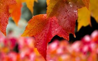 Картинка листья, капли, мокрый