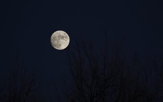 Картинка луна, полнолуние, ветки
