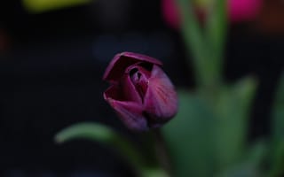 Картинка тюльпан, цветок, размытость