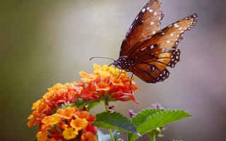 Картинка бабочка, цветы, коричневый