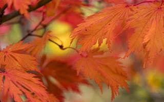 Картинка листья, яркий, осень