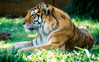 Картинка тигр, хищник, большая кошка