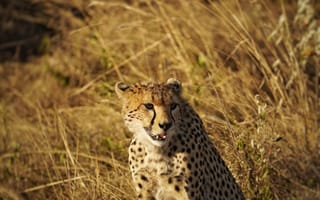 Картинка гепард, животное, хищник