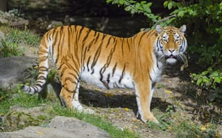 Картинка тигр, взгляд, полосы
