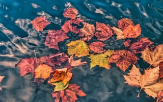 Картинка опавшие листья, листья, вода