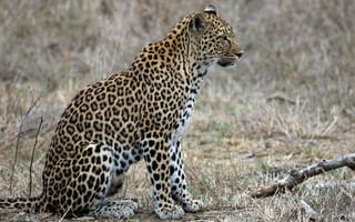 Картинка леопард, хищник, животное
