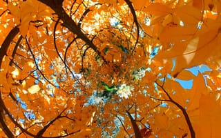 Картинка дерево, листья, воронка