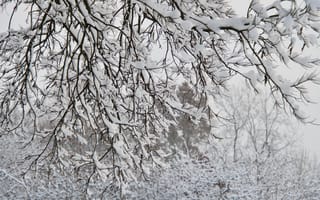Картинка деревья, ветки, снег