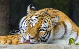 Картинка тигр, животное, высунутый язык