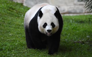 Картинка панда, пушистый, взгляд
