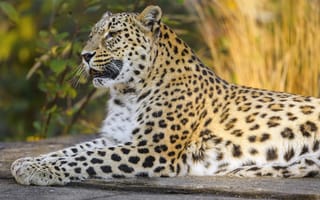 Картинка леопард, животное, большая кошка