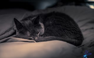 Картинка кот, питомец, сон