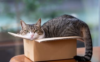 Картинка кот, питомец, коробка