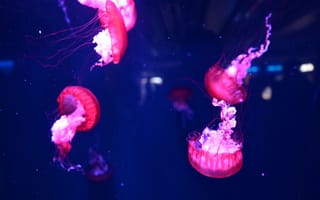 Картинка медузы, подводный мир, вода
