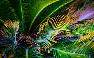 Картинка пальма, листья, зеленый