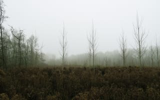 Картинка деревья, лес, туман