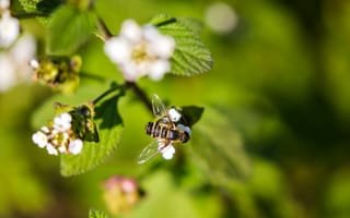 Картинка пчела, насекомое, цветы