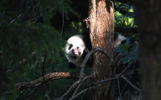 Картинка панда, животное, дерево