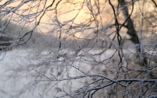 Картинка дерево, ветки, снег