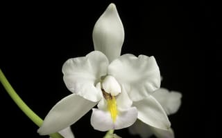 Картинка орхидея, цветок, лепестки