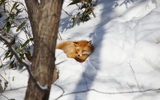 Картинка лиса, животное, снег