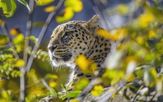 Картинка леопард, животное, взгляд