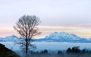 Картинка дерево, туман, горы